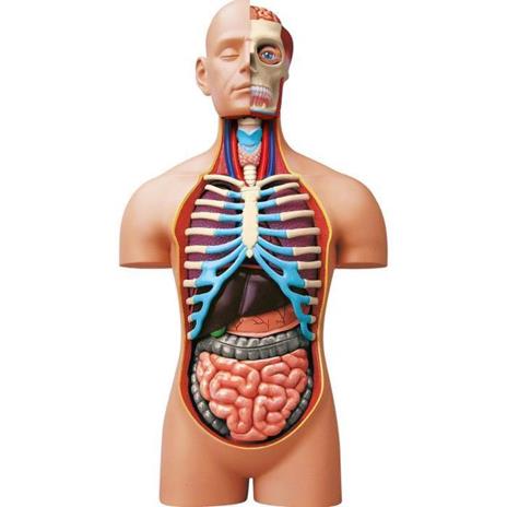 MGM - Explora - Anatomia del torso umano - Esperimento di anatomia - 2