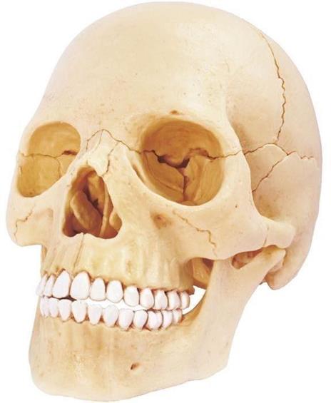 MGM - Explora - Human Skull Anatomy - Anatomy Experience - 2