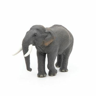 Elefante asiatico - 5