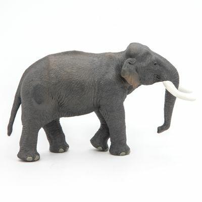 Elefante asiatico - 10