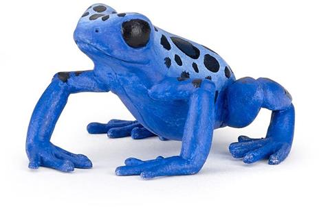 Rana azzurra equatoriale