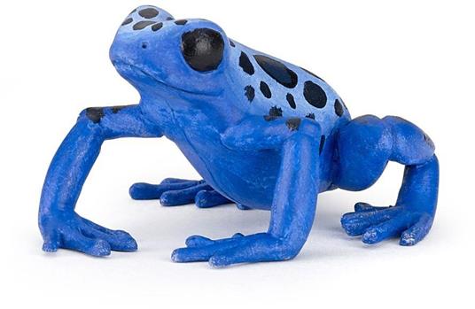 Rana azzurra equatoriale