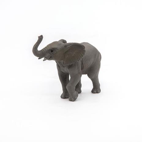 Giovane elefante - 5