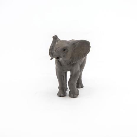 Giovane elefante - 6