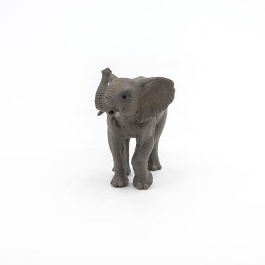 Giovane elefante - 6