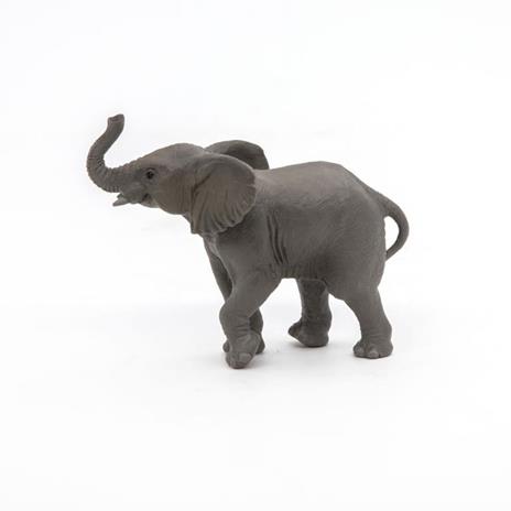 Giovane elefante - 7