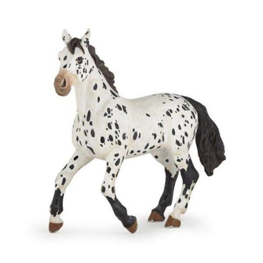 Cavallo appaloosa