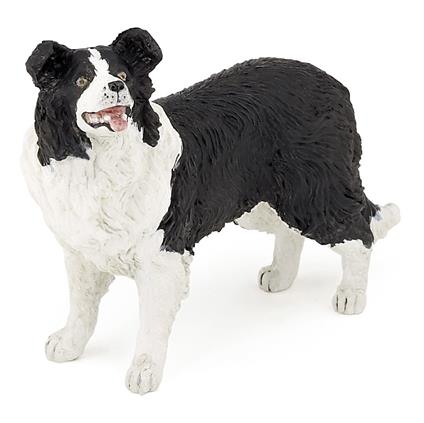 Border collie (54008)