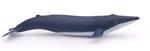 Papo Blue whale calf