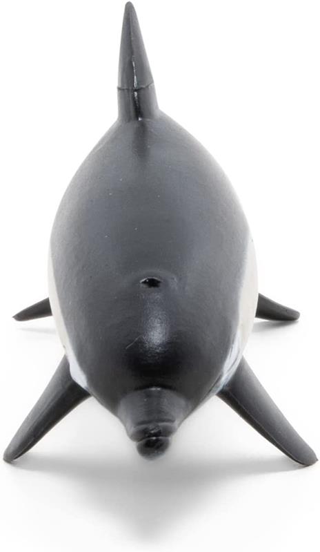 Delfino comune - 3