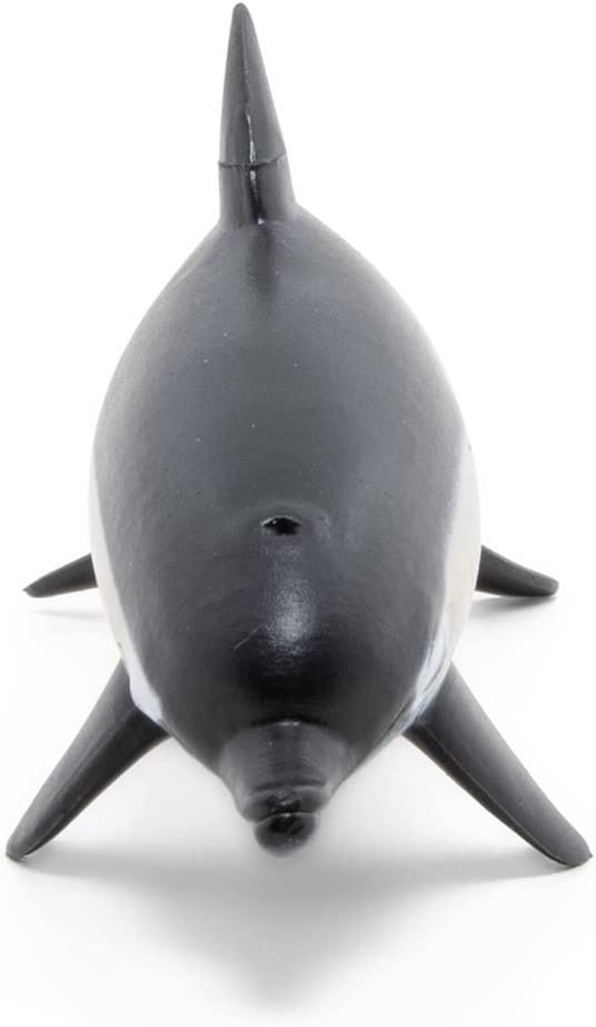 Delfino comune - 3