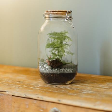 Terrario Fai da Te - 2