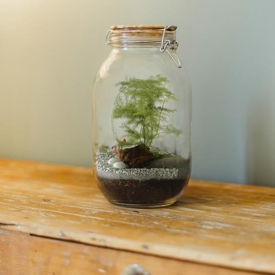 Terrario Fai da Te - 2