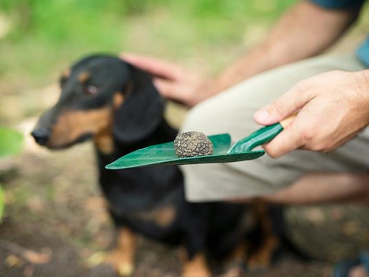 SMARTBOX - Caccia al tartufo con cani e menù a base di tartufi - Cofanetto regalo - 3