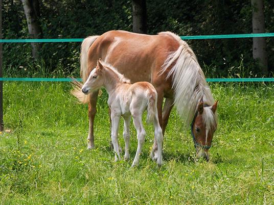 SMARTBOX - Turismo equestre: 2 notti con colazione e passeggiata a cavallo - Cofanetto regalo - 7
