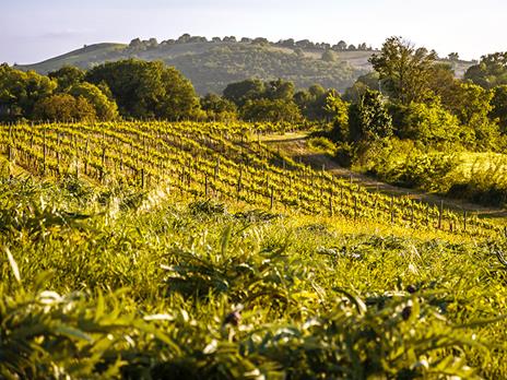 SMARTBOX - Pausa di gusto per 2: soggiorno di 1 notte con visita alla cantina e degustazione vini - Cofanetto regalo - 7