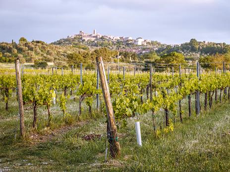 SMARTBOX - 1 visita alla cantina con 1 pregiata degustazione e 3 bottiglie di vino - Cofanetto regalo - 7