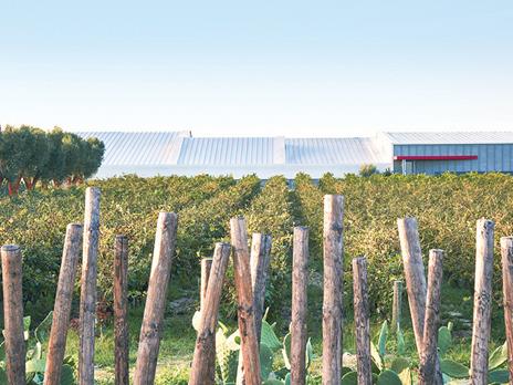 SMARTBOX - 1 pregiata Selezione Tormaresca di 3 vini con cavatappi professionale - Cofanetto regalo - 13