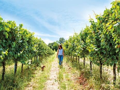 SMARTBOX - Magia ed enologia: raffinate degustazioni di vino per 2 - Cofanetto regalo - 5