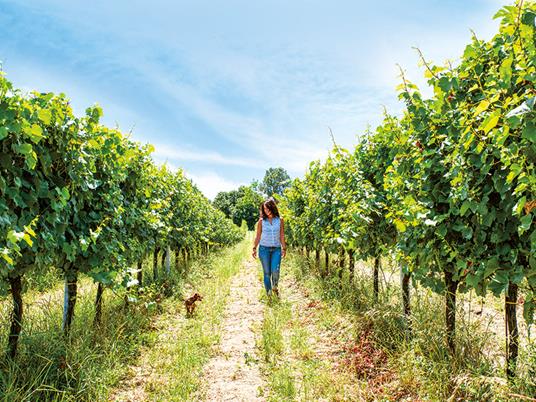 SMARTBOX - Magia ed enologia: raffinate degustazioni di vino per 2 - Cofanetto regalo - 5