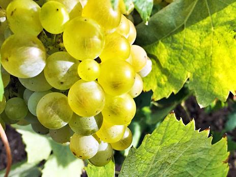 SMARTBOX - Alla scoperta di sapori inebrianti: tour della cantina con picnic e 2 calici di vino - Cofanetto regalo - 8