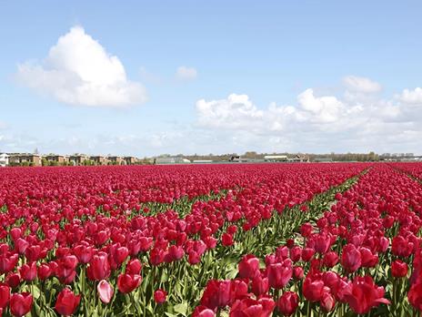 SMARTBOX - 3 giorni dincanto ad Amsterdam: 2 notti con colazione per 2 alla scoperta della città - Cofanetto regalo - 5