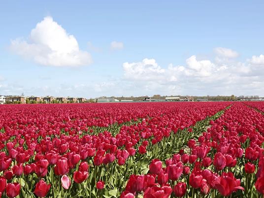 SMARTBOX - 3 giorni dincanto ad Amsterdam: 2 notti con colazione per 2 alla scoperta della città - Cofanetto regalo - 5