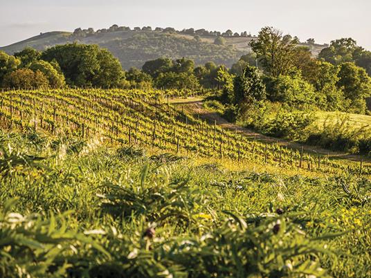 SMARTBOX - Tra le vigne toscane: 1 notte e 1 menù degustazione nei pressi delle Terme di Saturnia - Cofanetto regalo - 7
