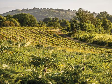 SMARTBOX - Tra le vigne toscane: 1 notte e 1 menù degustazione nei pressi delle Terme di Saturnia - Cofanetto regalo - 13