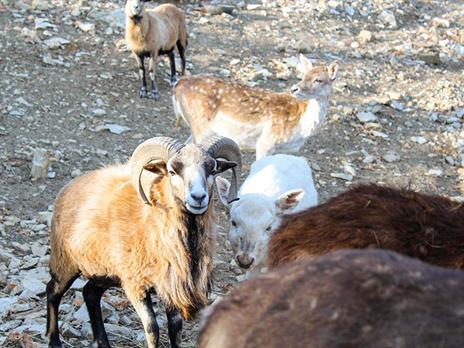 SMARTBOX - Nella vecchia fattoria: attività con gli animali con degustazione per 2 adulti e 2 bambini - Cofanetto regalo - 4