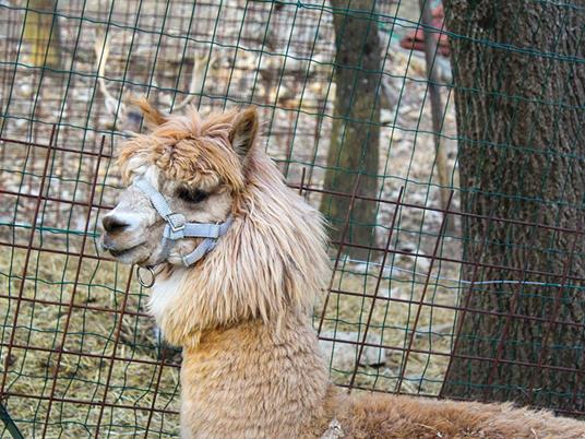 SMARTBOX - Nella vecchia fattoria: attività con gli animali con degustazione per 2 adulti e 2 bambini - Cofanetto regalo - 6