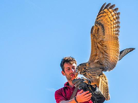 SMARTBOX - Esperienza di falconeria con spettacolo e visita ai rapaci a Cividale del Friuli - Cofanetto regalo - 3