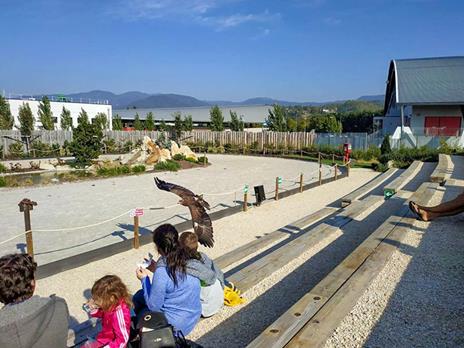 SMARTBOX - Esperienza di falconeria con spettacolo e visita ai rapaci a Cividale del Friuli - Cofanetto regalo - 4