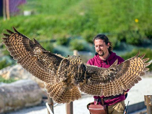 SMARTBOX - Esperienza di falconeria con aperitivo, spettacolo e visita ai rapaci a Cividale del Friuli - Cofanetto regalo - 4