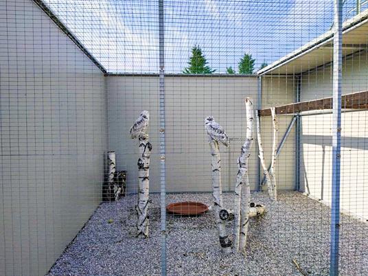 SMARTBOX - Esperienza di falconeria con aperitivo, spettacolo e visita ai rapaci a Cividale del Friuli - Cofanetto regalo - 5