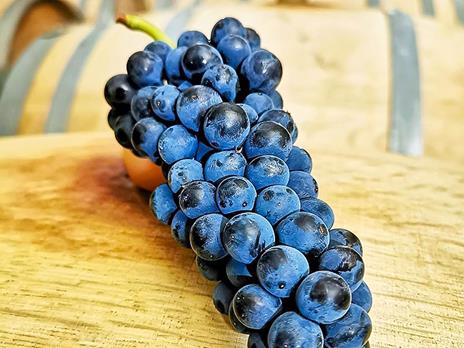 SMARTBOX - Selezione di 5 bottiglie di vino Marchesi Pancrazi - Cofanetto regalo - 7