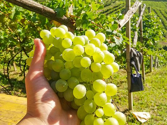 SMARTBOX - Emozioni nella Val di Cembra: passeggiata con alpaca e visita interattiva in azienda - Cofanetto regalo - 5