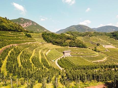 SMARTBOX - Emozioni nella Val di Cembra: passeggiata con alpaca e visita interattiva in azienda - Cofanetto regalo - 7