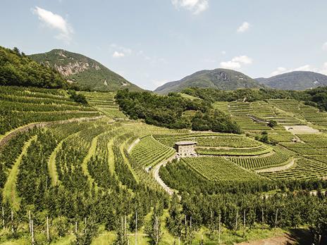 SMARTBOX - Emozioni nella Val di Cembra: passeggiata con alpaca e visita interattiva in azienda - Cofanetto regalo - 13