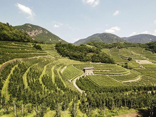 SMARTBOX - Emozioni nella Val di Cembra: passeggiata con alpaca e visita interattiva in azienda - Cofanetto regalo - 13