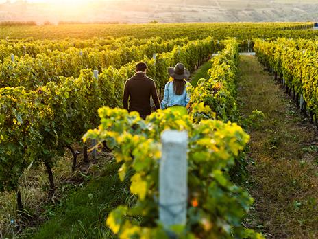 SMARTBOX - Degustazione con gli esperti di Vitigni Irpini e 2 bottiglie di vino - Cofanetto regalo - 7