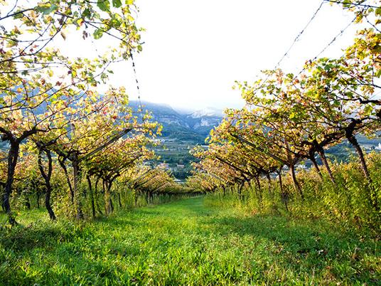 SMARTBOX - Spedizione di 3 pregiate Grappe del Trentino a domicilio con Trentiner - Cofanetto regalo - 7
