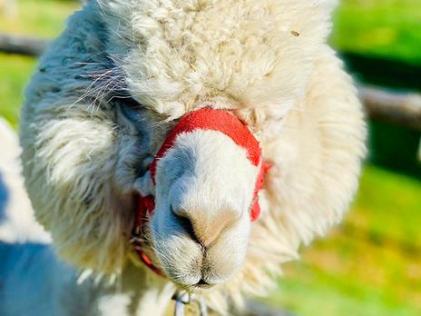 SMARTBOX - Visita agli alpaca in famiglia: picnic e souvenir per 2 adulti e 1 bambino - Cofanetto regalo - 4