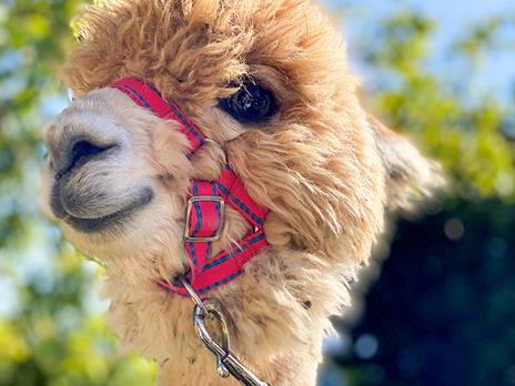 SMARTBOX - Visita agli alpaca in famiglia: picnic e souvenir per 2 adulti e 1 bambino - Cofanetto regalo - 5