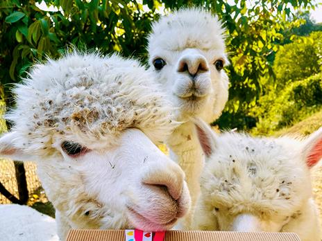 SMARTBOX - Passeggiata con gli alpaca in famiglia: visita all'allevamento per 2 adulti e 1 bambino - Cofanetto regalo - 4