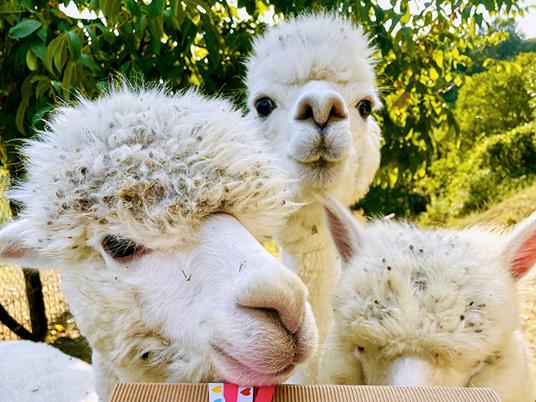 SMARTBOX - Passeggiata con gli alpaca in famiglia: visita all'allevamento per 2 adulti e 1 bambino - Cofanetto regalo - 7