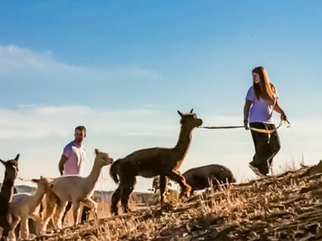 SMARTBOX - Slow trekking con alpaca nelle campagne sienesi per 2 adulti - Cofanetto regalo - 3