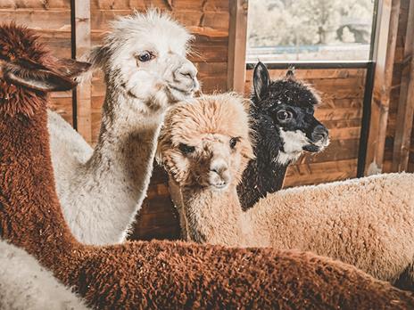 SMARTBOX - Slow trekking con alpaca nelle campagne sienesi per 2 adulti - Cofanetto regalo - 7