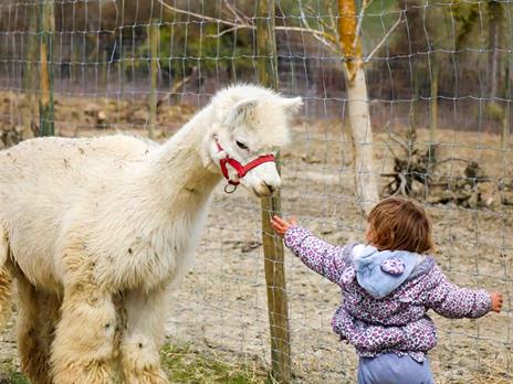 SMARTBOX - A spasso con gli alpaca: slow trekking in una fattoria per 2 adulti e 1 bambino - Cofanetto regalo - 2