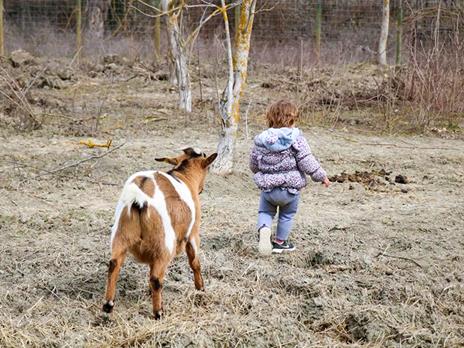 SMARTBOX - Passeggiata coccolosa: slow trekking con alpaca a Siena per 2 adulti e 2 bambini - Cofanetto regalo - 4
